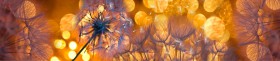 Кухонный фартук Мерцание Одуванчики золотистые 3 серебро в Пскове - pskov.katalogmebeli.com | фото